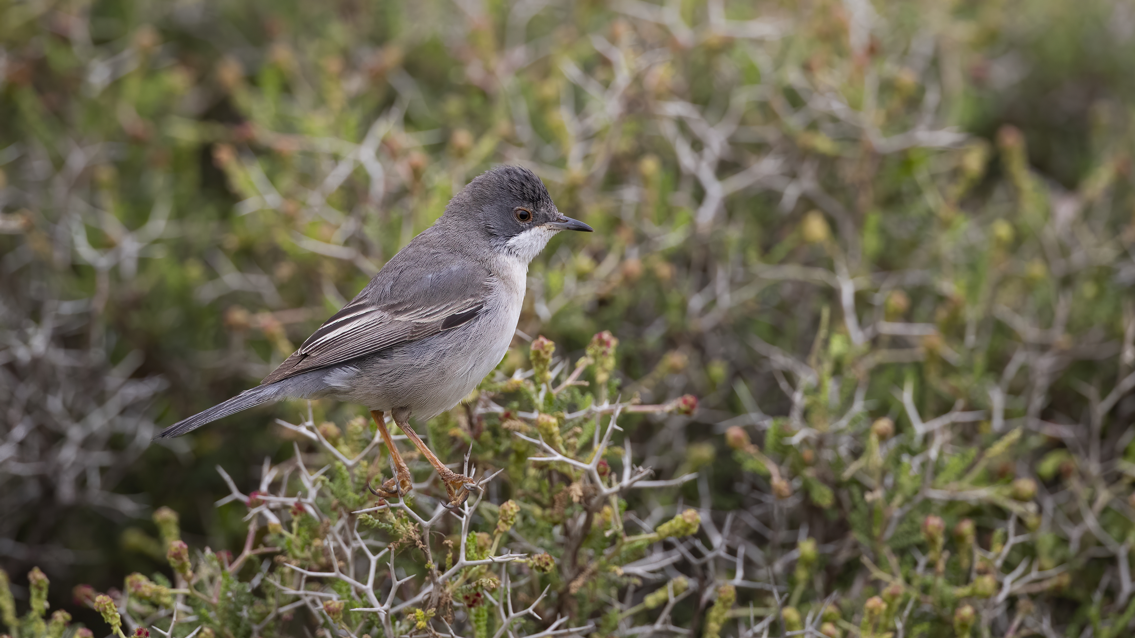 Sardinian Warbler